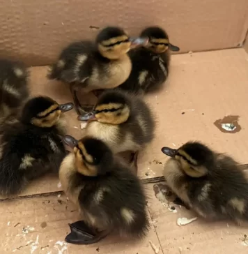 Pato, ¿cua?, la pardilla, avise al Consejero (Moisés S. Palmero Aranda, Educador ambiental)