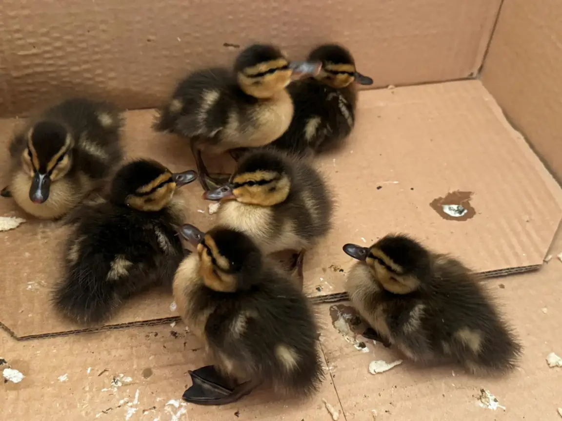 Pato, ¿cua?, la pardilla, avise al Consejero (Moisés S. Palmero Aranda, Educador ambiental)