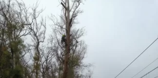 Izquierda Unida-Podemos denuncia ante el Seprona la tala de eucaliptos en Torremolinos