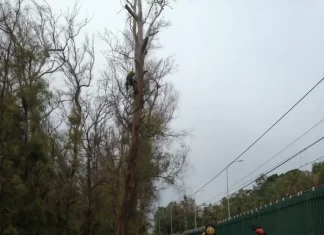 Izquierda Unida-Podemos denuncia ante el Seprona la tala de eucaliptos en Torremolinos Izquierda Unida-Podemos denuncia ante el Seprona la tala de eucaliptos en Torremolinos