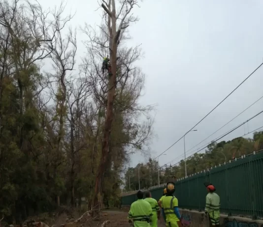 Izquierda Unida-Podemos denuncia ante el Seprona la tala de eucaliptos en Torremolinos Izquierda Unida-Podemos denuncia ante el Seprona la tala de eucaliptos en Torremolinos