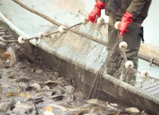 El BOJA publica la segunda convocatoria de subvenciones por parada temporal del arrastre de fondo del Mediterráneo