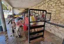 El Ayuntamiento de Mijas guarda silencio ante una reclamación del PACMA por la presencia de cinco burrotaxis sin matrícula