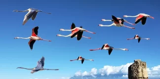 El Ave Fénix en Punta Entinas por Moisés S. Palmero Aranda, Educador ambiental