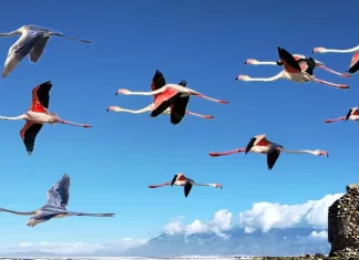El Ave Fénix en Punta Entinas El Ave Fénix en Punta Entinas por Moisés S. Palmero Aranda, Educador ambiental