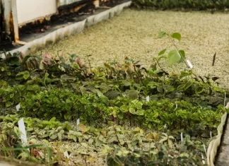 Proyecto I-ReWater: Gestagua colabora en una iniciativa internacional que investiga el empleo de agua regenerada en cultivos