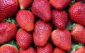 Andalucía, líder en comercialización internacional de fresas, frambuesas y arándanos frescos