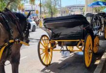 PACMA pide intensificar el control sobre los coches de caballos en Málaga hasta su extinción en 2035