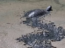 PACMA denuncia «la agónica situación» de los animales que viven en el Parque Tecnológico de Andalucía por la falta de agua