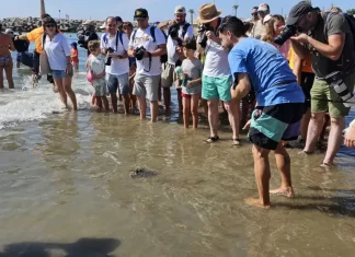 La Junta suelta en Marbella a 49 tortugas boba recuperadas en el CEGMA de Algeciras