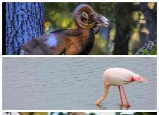 La Diputación pone el foco en ‘La Málaga Salvaje’ para dar a conocer la fauna de la provincia