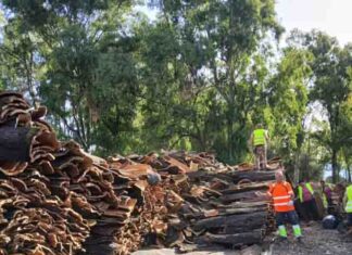 La Junta revalida la certificación en gestión forestal sostenible en 60.433 hectáreas de monte público