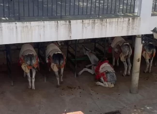 PACMA interpone 2 denuncias por presunto maltrato a los burro-taxis de Mijas en menos de 72 horas