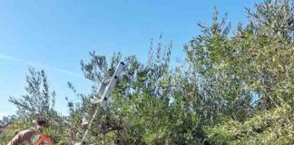 Comienza la Campaña de Verdeo 2024 de la Aceituna Aloreña con una Producción Estimada del 15% de lo Habitual