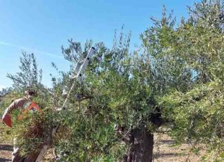 Comienza la Campaña de Verdeo 2024 de la Aceituna Aloreña con una Producción Estimada del 15% de lo Habitual