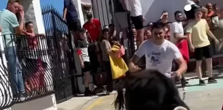 PACMA solicita la cancelación de los festejos taurinos previstos en Benarrabá por motivos de seguridad y protección infantil