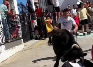 PACMA solicita la cancelación de los festejos taurinos previstos en Benarrabá por motivos de seguridad y protección infantil PACMA solicita la cancelación de los festejos taurinos previstos en Benarrabá por motivos de seguridad y protección infantil