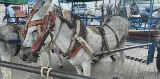 PACMA presenta una "macro denuncia" por maltrato animal contra el Ayuntamiento de Mijas y los arrieros de los burro-taxis