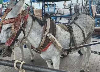 PACMA presenta una «macro denuncia» por maltrato animal contra el Ayuntamiento de Mijas y los arrieros de los burro-taxis PACMA presenta una "macro denuncia" por maltrato animal contra el Ayuntamiento de Mijas y los arrieros de los burro-taxis
