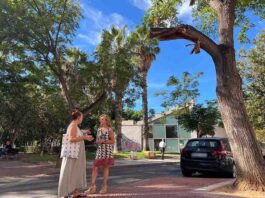El PSOE acusa a De la Torre de “dejar morir” el arbolado de los barrios de Málaga