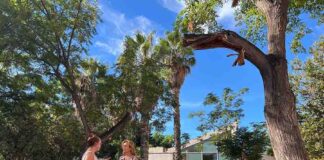 El PSOE acusa a De la Torre de “dejar morir” el arbolado de los barrios de Málaga