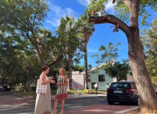 El PSOE acusa a De la Torre de “dejar morir” el arbolado de los barrios de Málaga