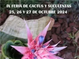 Casarabonela celebra su IX Feria del Cactus y Suculentas con una exposición que reúne 11.000 ejemplares de distintas especies vegetales