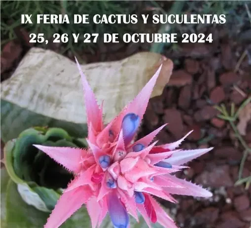 Casarabonela celebra su IX Feria del Cactus y Suculentas con una exposición que reúne 11.000 ejemplares de distintas especies vegetales Casarabonela celebra su IX Feria del Cactus y Suculentas con una exposición que reúne 11.000 ejemplares de distintas especies vegetales