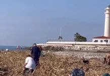 Torrox lleva a cabo un dispositivo especial de limpieza de playas ante la acumulación de cañas por el temporal
