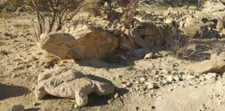 El Rey y el cocodrilo de Punta Entinas Por Moisés S. Palmero Aranda Educador ambiental