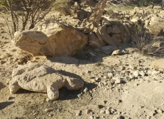 El Rey y el cocodrilo de Punta Entinas Por Moisés S. Palmero Aranda Educador ambiental