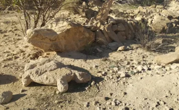 El Rey y el cocodrilo de Punta Entinas Por Moisés S. Palmero Aranda Educador ambiental