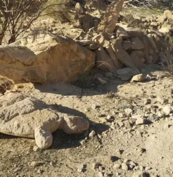 El Rey y el cocodrilo de Punta Entinas Por Moisés S. Palmero Aranda Educador ambiental