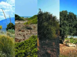 Buscando árboles y arboledas singulares