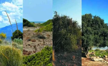 Buscando árboles y arboledas singulares