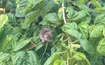 El PSOE exige al Ayuntamiento “medidas urgentes” para acabar con la presencia de ratas en los barrios