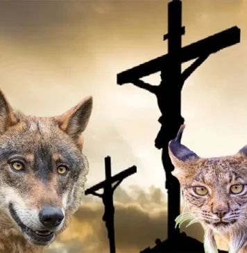 Linces, lobos y la pasión de Cristo