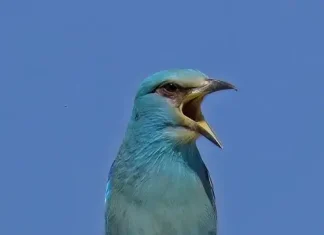 Montejaque celebra este fin de semana un festival dedicado a las aves con el apoyo de la Diputación