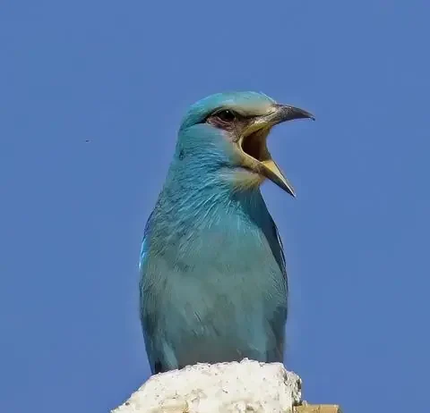 Montejaque celebra este fin de semana un festival dedicado a las aves con el apoyo de la Diputación