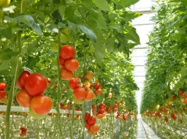 La Junta solicita al Estado que corrija la reducción de módulos de IRPF de 2024 para apoyar al sector agrario como merece