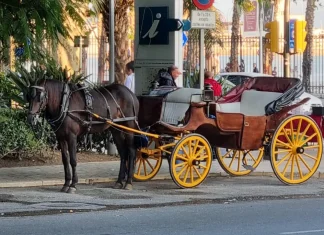 PACMA pide al Ayuntamiento de Málaga garantías de futuro para los caballos tras el anuncio del cese del servicio de carruajes