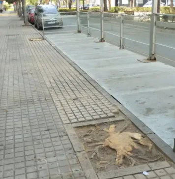 Sin árboles no quiero café