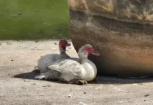 Alarma en Vélez-Málaga por el estado de los animales del Parque María Zambrano: PACMA sigue reclamando soluciones urgentes