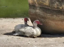 Alarma en Vélez-Málaga por el estado de los animales del Parque María Zambrano: PACMA sigue reclamando soluciones urgentes