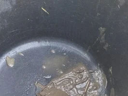 Tortugas al borde de la asfixia en un parque público de Fuengirola por la desidia municipal