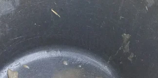 Tortugas al borde de la asfixia en un parque público de Fuengirola por la desidia municipal