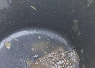 Tortugas al borde de la asfixia en un parque público de Fuengirola por la desidia municipal