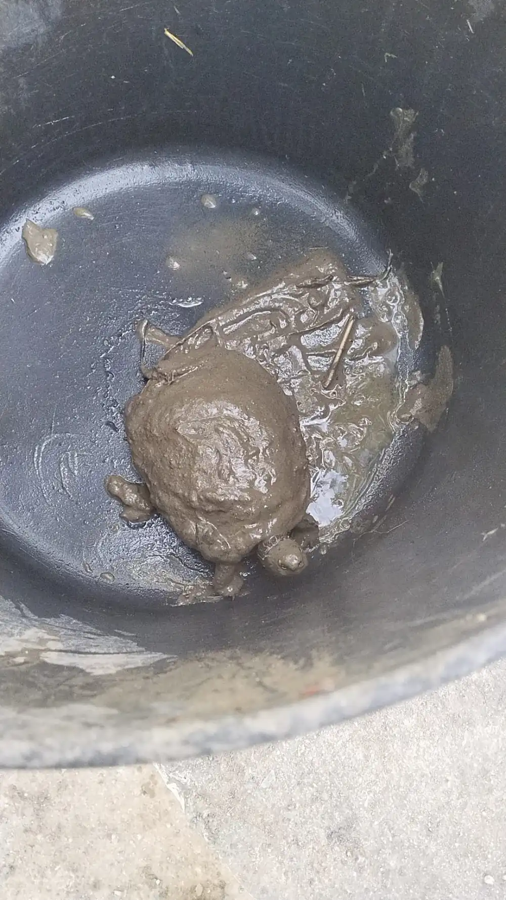 Tortugas al borde de la asfixia en un parque público de Fuengirola por la desidia municipal