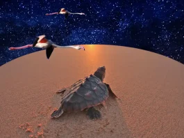 Polvo de estrellas, tortugas y flamencos