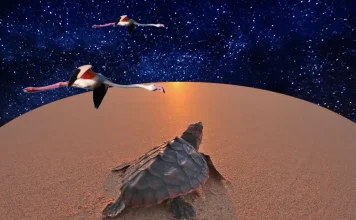 Polvo de estrellas, tortugas y flamencos